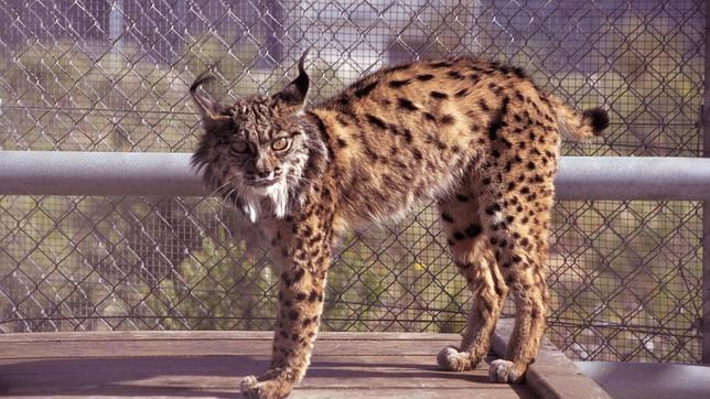 Recogen embriones y material biológico para garantizar el futuro del lince