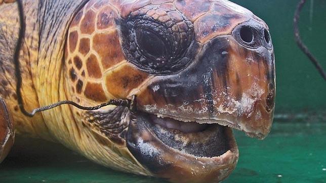 La Convención sobre el Comercio Internacional de Fauna y Flora ampara a 343 especies desprotegidas hasta ahora