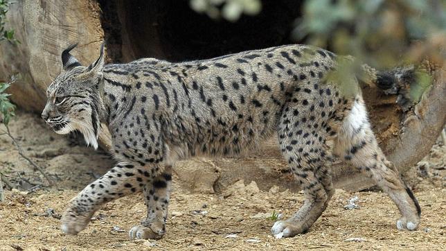 Nacen tres nuevos ejemplares de lince ibérico en Jaén