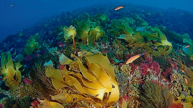 Identificados nuevos espacios de valor para la Red Natura 2000 marina