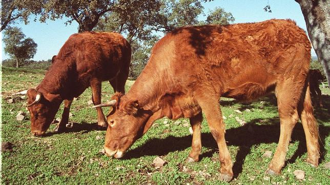 Los supermercados brasileños rechazarán el ganado criado en zonas deforestadas
