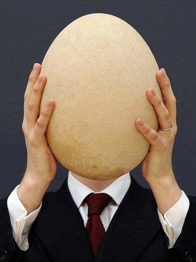 Christie's subastará un huevo subfosilizado de ave elefante muy poco común