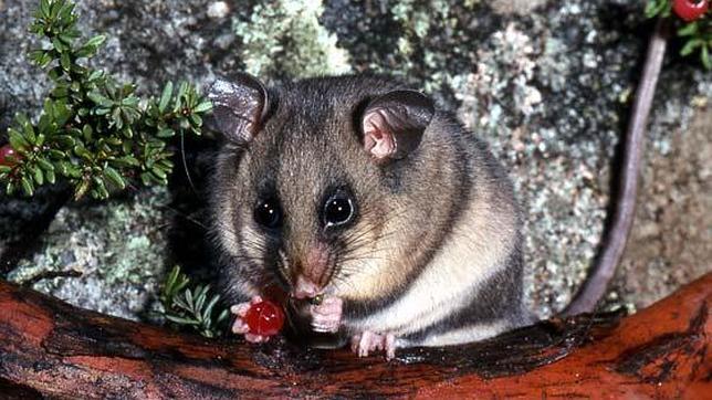 La primera víctima del cambio climático: una especie de zarigüeya australiana