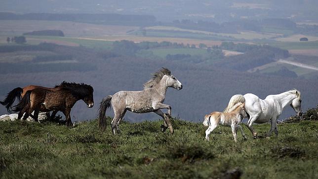 Liberan a siete caballos inmovilizados con «trancas» en montes de Lugo