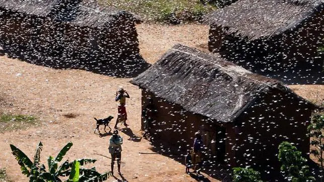 Una severa plaga de langostas devasta las cosechas de Madagascar