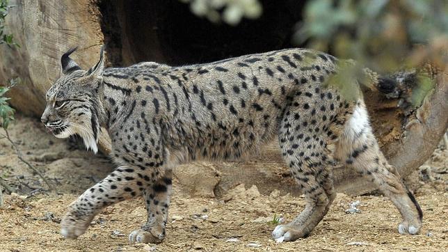 La UE premia la ejecución del proyecto Life de conservación del lince ibérico