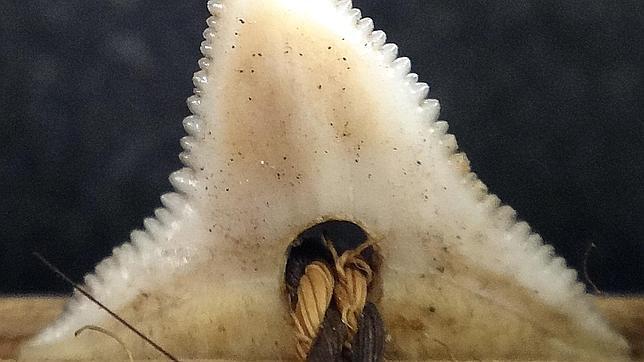 Identifican dos nuevas especies de tiburón en el Pacífico Central