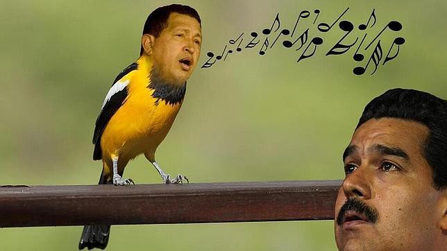 Internet parodia el «pajarito chiquitico» de Nicolás Maduro