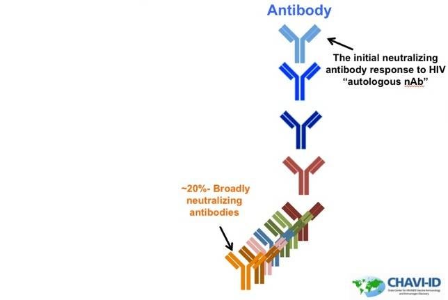 La teoría de la evolución del VIH abre una vía para la ansiada vacuna