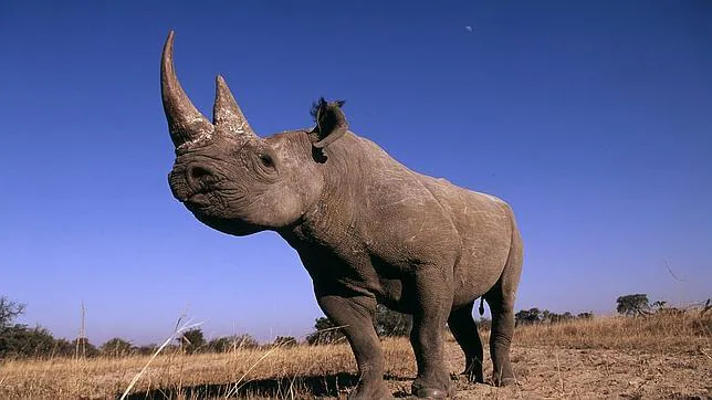 Una reserva sudafricana «envenena» los cuernos de sus rinocerontes para combatir el furtivismo