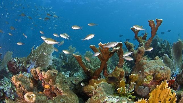 La contaminación del aire frena el crecimiento del coral