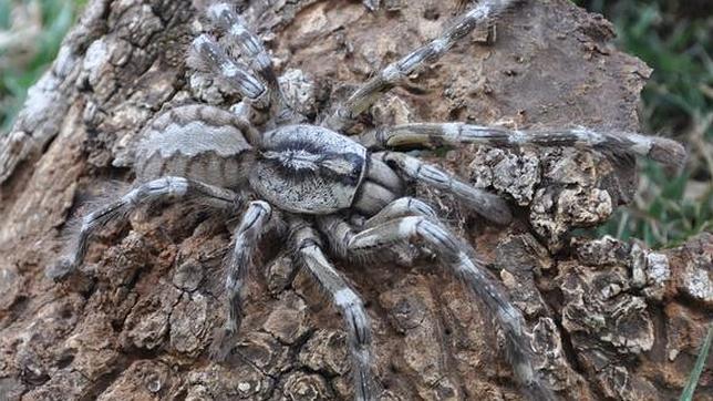 Descubren una tarántula del tamaño de una cara humana