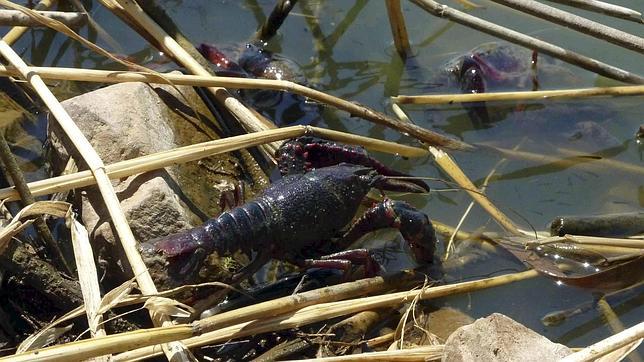 El Gobierno abre la puerta a las especies invasoras, según los ecologistas