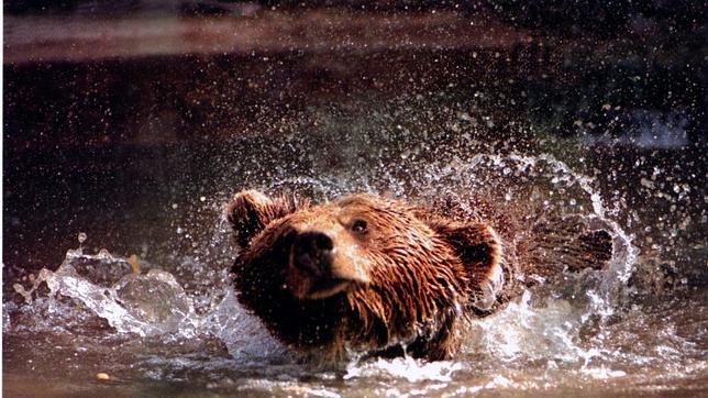 La UE premia el LIFE «Corredores de comunicación para la conservación del oso pardo cantábrico»