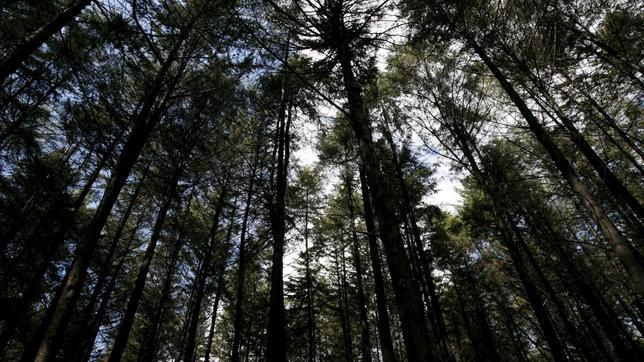 Bosque de pinos en Kenia
