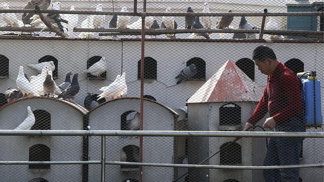 Ya son 14 los muertos por la gripe aviar en China