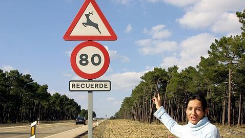 Los animales provocaron más de 6.000 accidentes de tráfico en 2012