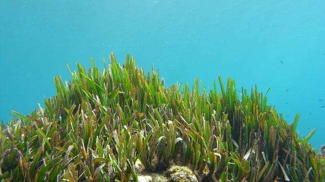 Las anclas han arrancado en cuatro años un 20% de las praderas de posidonia de Ses Salines