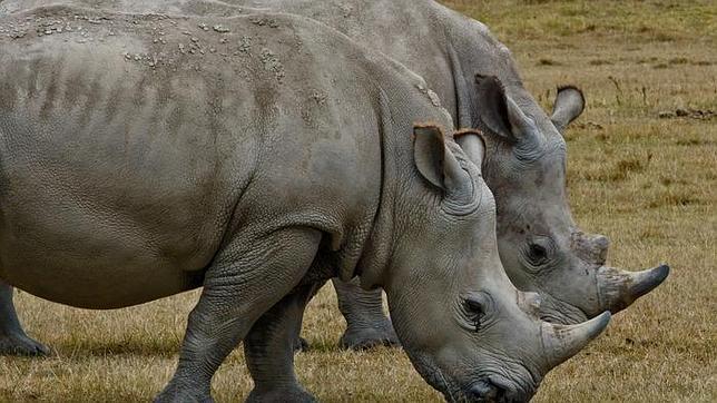 Roban cuatro cabezas de rinocerontes del Museo Nacional de Irlanda