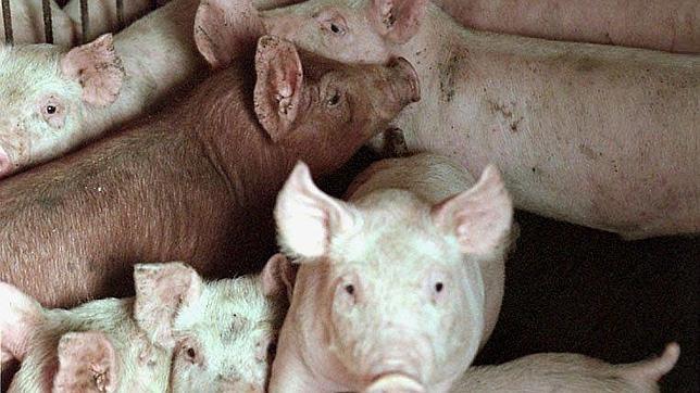 Teruel sufre por sus jamones