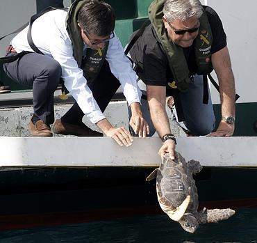 El proyecto Arca del Mar libera tres tortugas bobas en aguas de Valencia
