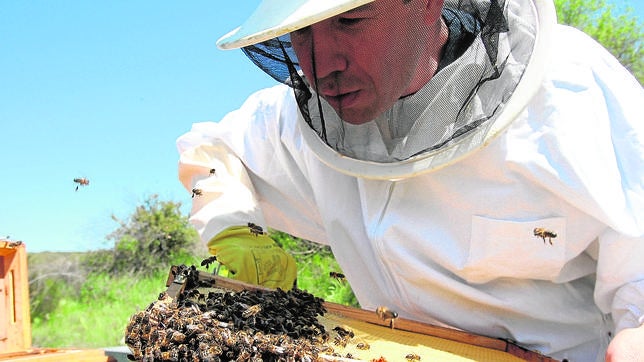 Las picaduras de avispas y abejas causan veinte muertes al año en España