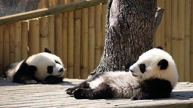 Famosos cachorros de oso panda
