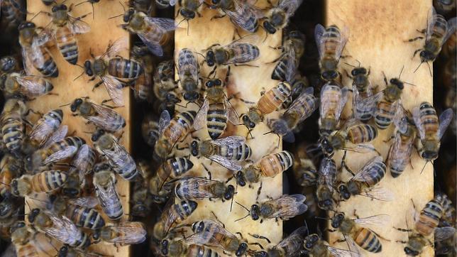 Apicultores sostienen que la mortandad de las abejas la provoca un parásito