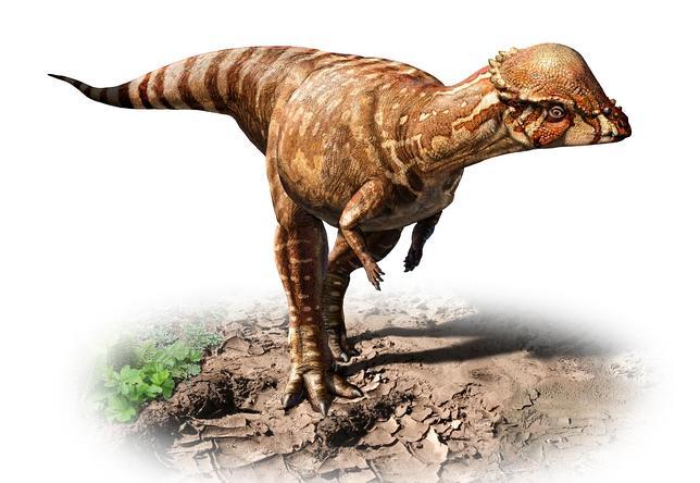 Descubren un pequeño dinosaurio cabezón
