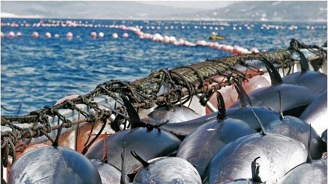 Playas y restaurantes para «devorar» el mes del atún rojo en Cádiz