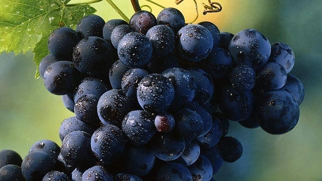 La tecnología, una aliada en la producción del vino