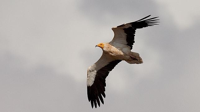 Varias especies de aves migratorias podrían extinguirse en una década