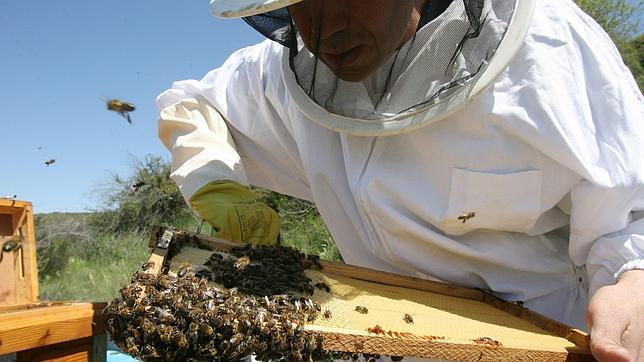 El ácaro que mata a las abejas se vuelve inmune contra los pesticidas