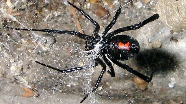 Adiós al mito de la viuda negra: ellos también las devoran