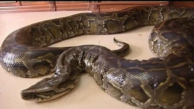 La pitón más famosa de la Red le va a costar una multa a sus dueños