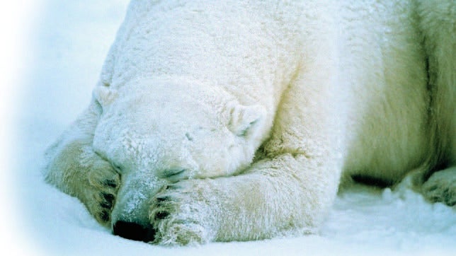 Noruega busca a un observador de osos