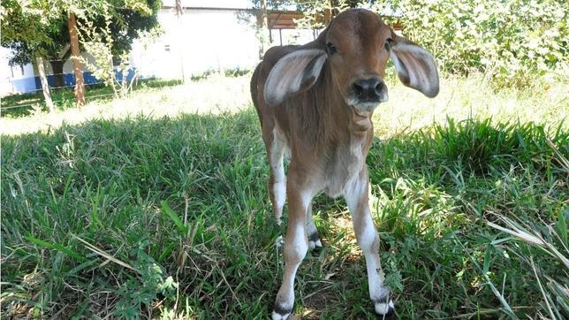 Desarrollan en Brasil el primer clon de un animal a partir de célula adiposa