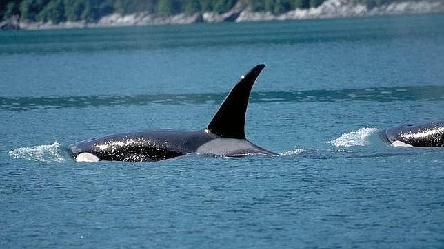 Las ballenas asesinas cuidan de sus «discapacitados»
