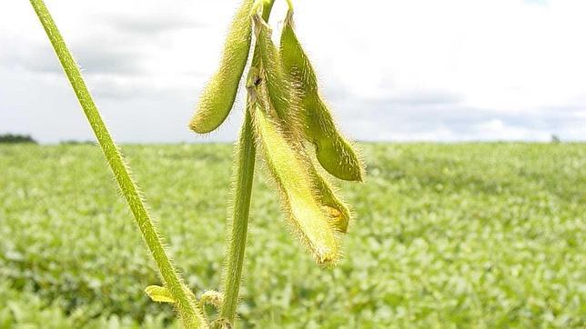 La producción de soja y carne aumenta la deforestación en Paraguay