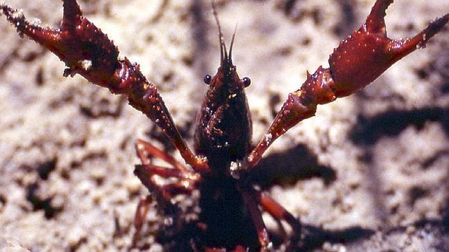 El cangrejo rojo es más resistente que el autóctono