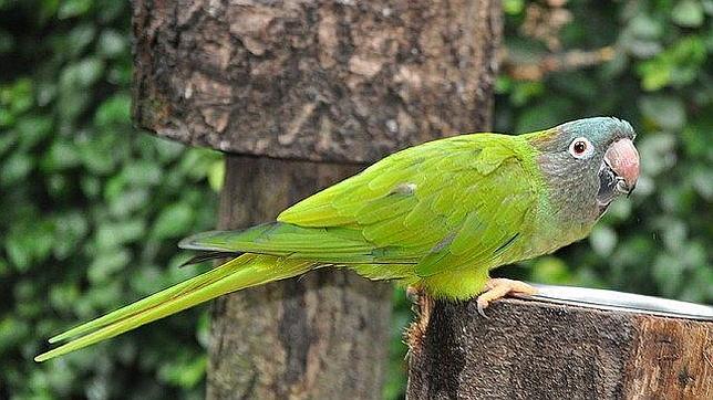 La cotorra de kramer realiza los nidos en los huecos de los árboles