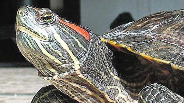 Una de las subespecies de la tortuga de Florida, es la tortuga de orejas rojas, conocida así por sus manchas rojizas a ambos lados de la cabeza