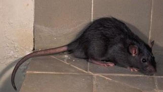 La rata parda se encuentra en basureros, cloacas o alcantarillas