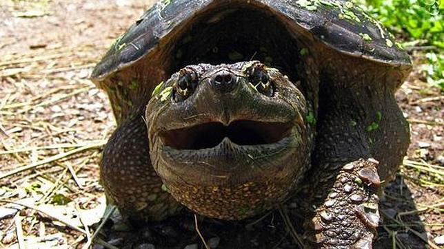 Las tortugas mordedoras suelen estar en cautividad, ya que son peligrosas en libertad