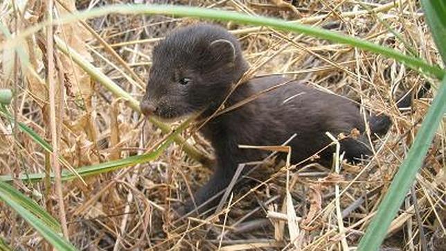 La piel del visón americano es muy valorada por la industria peletera