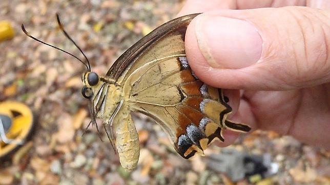 Florida busca una hembra de una rara especie de mariposa