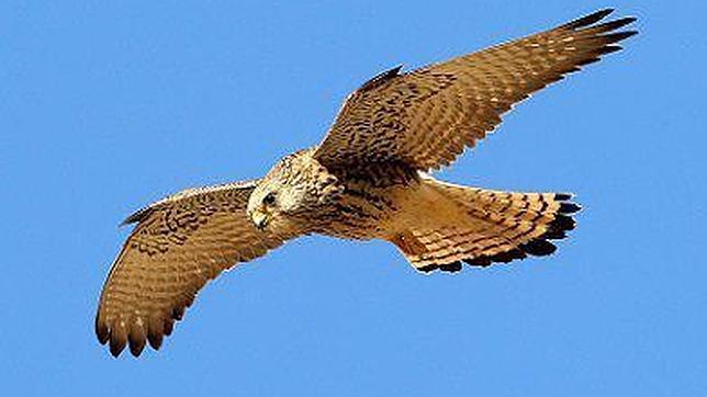 La población del cernícalo primilla se ha reducido un 95 % en los últimos 30 años