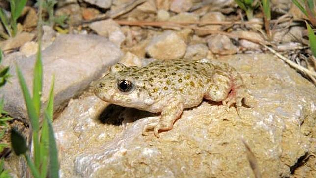 Un alarmante descenso de población del 98 % hizo que la Comunidad tomara medidas