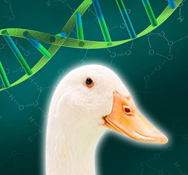 Descifrado el genoma del pato