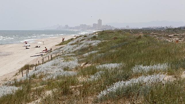 La Devesa es la única playa salvaje que tiene Valencia